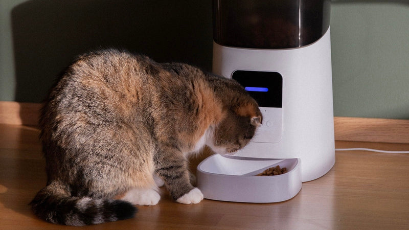 Tabby cat eating kibble from the bowl of a white automatic pet feeder on a wooden table, with the hopper full above and a blue status light showing a scheduled meal has dispensed
