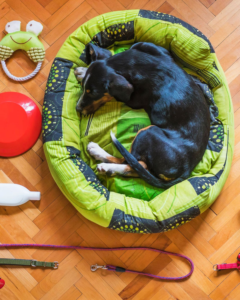 Dog curled up asleep in a soft pet bed, surrounded by toys, bowls, a leash and grooming supplies on a wooden floor