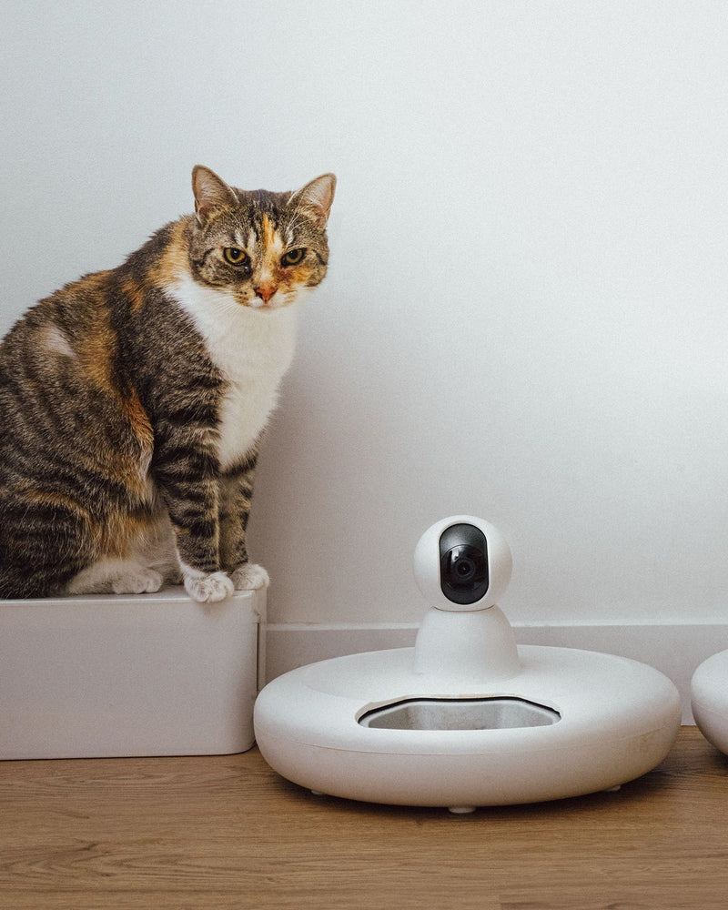 Tabby and white cat sitting beside a white smart pet feeder with a built-in camera on a wooden floor