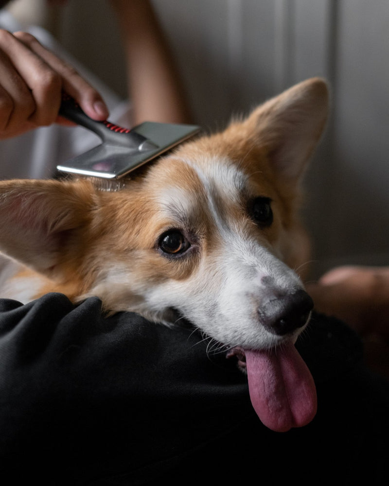 Person brushing a corgi's coat with a slicker grooming brush while the dog rests contentedly on their lap