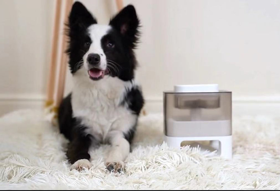 Interactive slow feed treat dispenser toy for dogs and cats