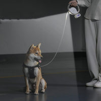 USB Rechargeable LED Dog Leash — in use