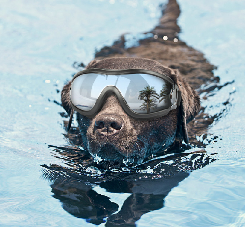 UV protection windproof waterproof dog goggles